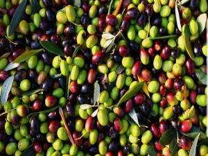 Türkiyenin zeytin çeşitleri,Bölgelere göre en ünlüsü