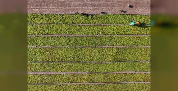 Bakan Yumaklı: Çiftçiye 349 milyon lira tarımsal destek ödemesi yapıldı