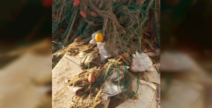 Boğa vatozları Antalya'da sürü halinde yakalandı: 35 birey bilim dünyasına sunulacak