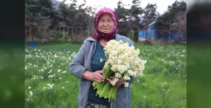 Çiçeklerin Annesi Nergis: Nadir Güzelliği ve Yüksek Fiyatıyla Göz Kamaştırıyor