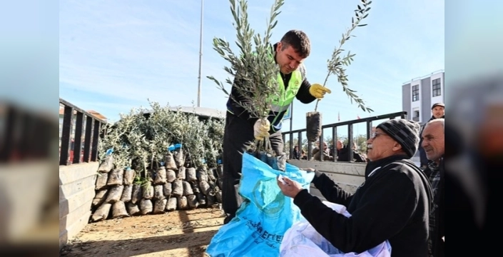 Denizli'de çiftçilere zeytin fidanı desteği sağlanıyor
